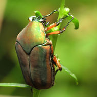 Image of Green June Beetle