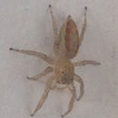 Image of Maevia inclemens (Walckenaer 1837)