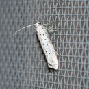 Image of Ermine moth