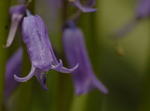 Image of <i>Hyacinthoides non-scripta</i>