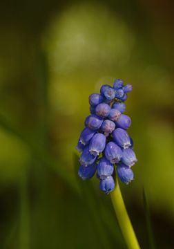 Image of <i>Muscari armeniacum</i>