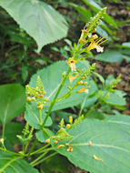Image of <i>Collinsonia canadensis</i>