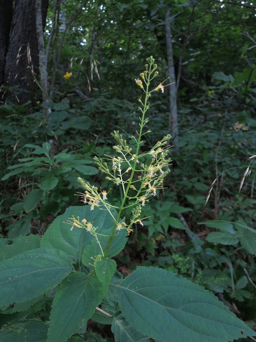 Image of <i>Collinsonia canadensis</i>