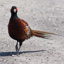 Image of Phasianus Linnaeus 1758
