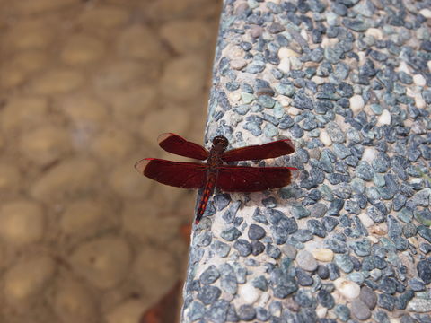 Image of Black Stream Glider