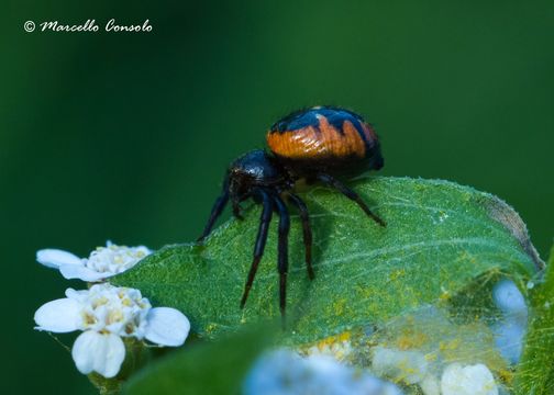 Image of Shiny crab-spider