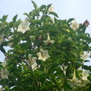 Image of <i>Hintonia latiflora</i>