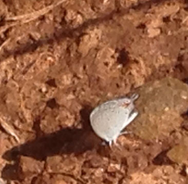 Image of eastern tailed-blue