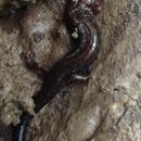 Image of Allegheny Mountain Dusky Salamander