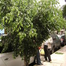 Image of <i>Ficus benjamina</i>