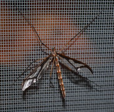 Image of <i><i>Pedicia</i></i> (Pedicia) <i>albivitta</i> Walker 1848