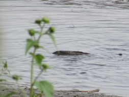 Image of <i>Cyprinus <i>carpio</i></i> carpio
