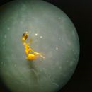 Image of Monomorium pharaonis (Linnaeus 1758)