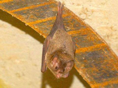 Image of Pallas's Long-tongued Bat