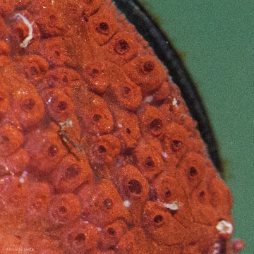 Image of Colonial tunicate