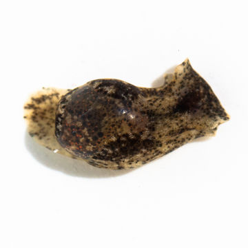 Image of Japanese bubble snail