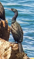 Image of Baird's cormorant