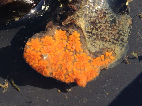 Image of <i>Botryllus schlosseri</i>