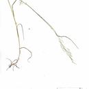 Image of <i>Poa palustris</i>