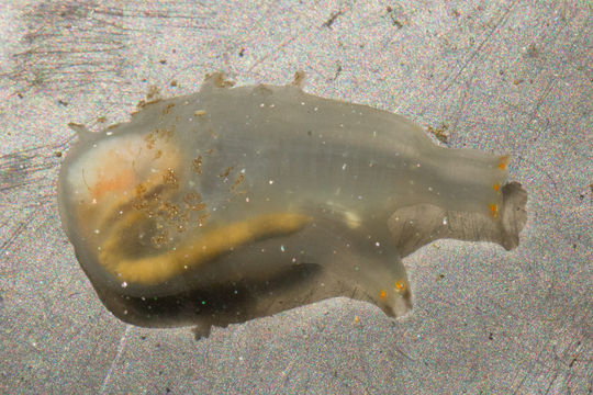 Image of Sea squirt