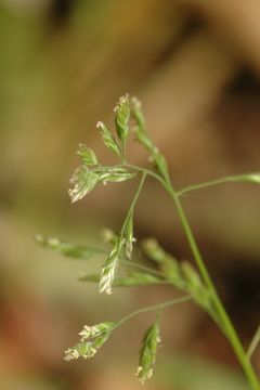 Image of <i>Poa annua</i>