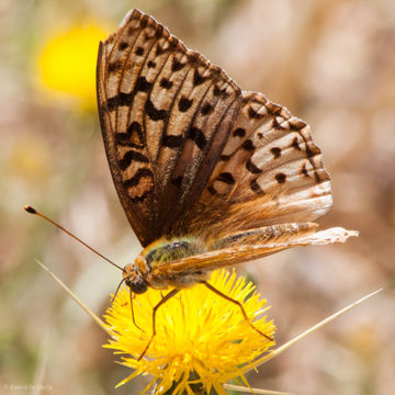 Image of Coronis Fritillary