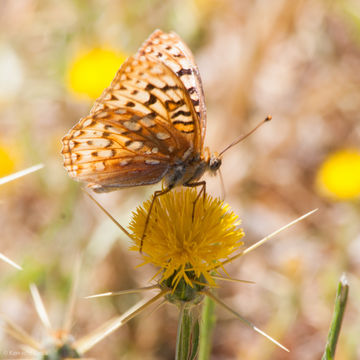 Image of Coronis Fritillary