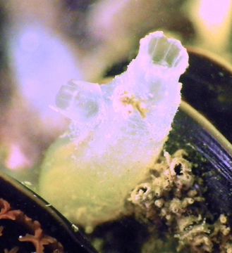 Image of Ascidian