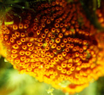 Image of Colonial tunicate