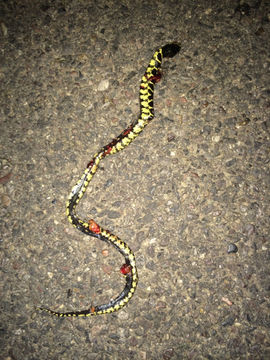 Image of Desert kingsnake