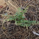 Image of <i>Pedicularis semibarbata</i>