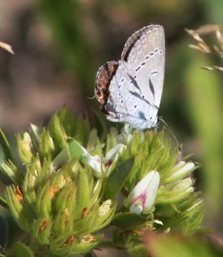 Image of eastern tailed-blue