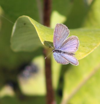 Image of eastern tailed-blue