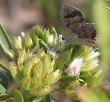 Image of eastern tailed-blue