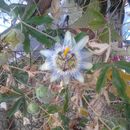 Image of <i>Passiflora caerulea</i>