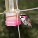 Image of Calliope Hummingbird