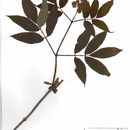 Image of <i>Sambucus <i>racemosa</i></i> racemosa