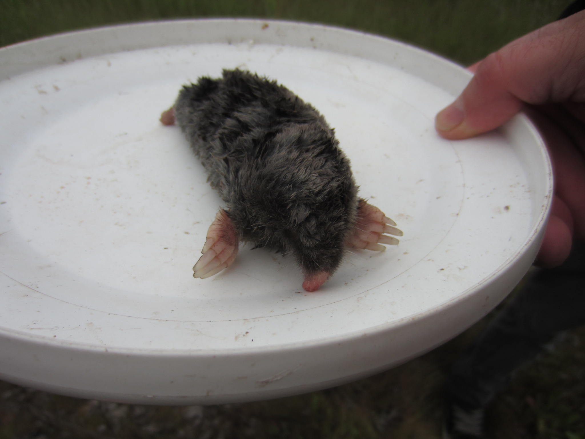 Broad Footed Mole Media Encyclopedia Of Life