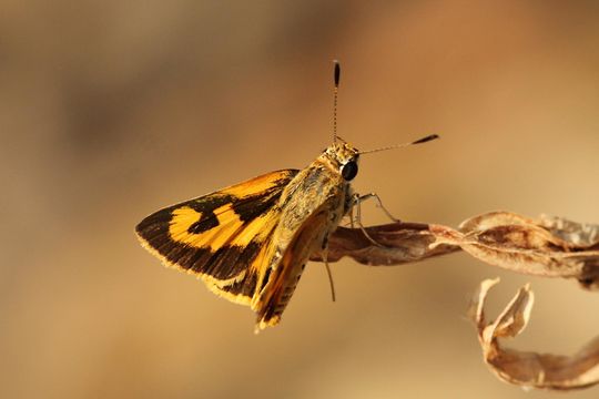 Image of <i>Acada biseriata</i>
