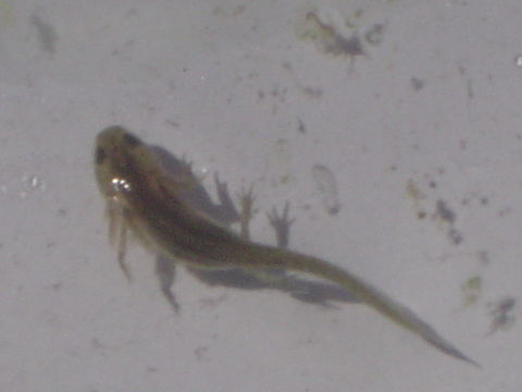 18.https www inaturalist org photos 107155.580x360