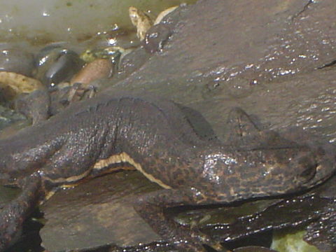 18.https www inaturalist org photos 107156.580x360