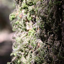 Image of <i>Dendroalsia abietina</i>