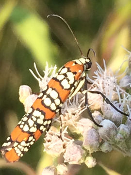 18.https www inaturalist org photos 1071911.580x360