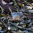 Image of Asian shore crab