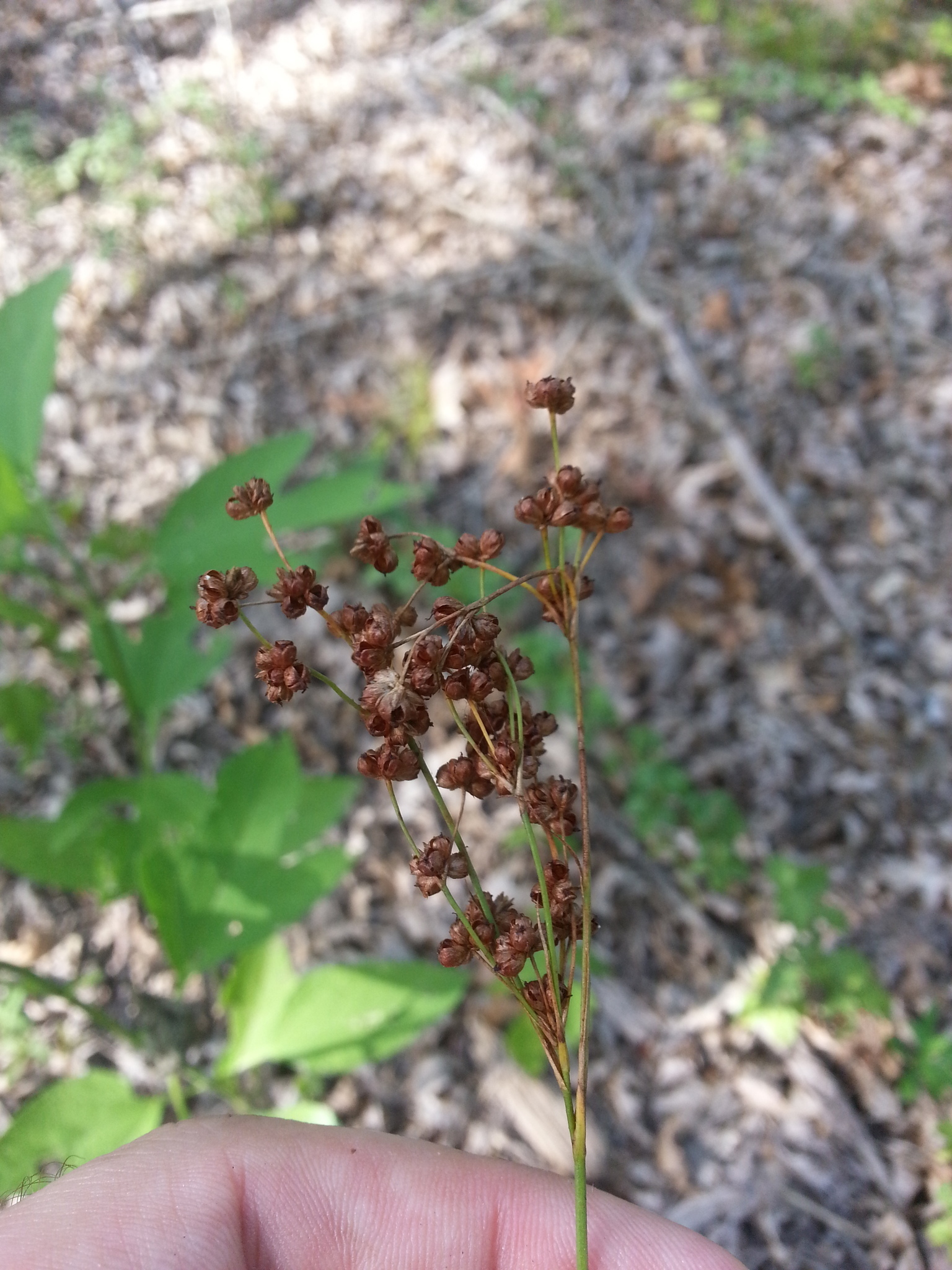 Image of <i>Juncus marginatus</i>