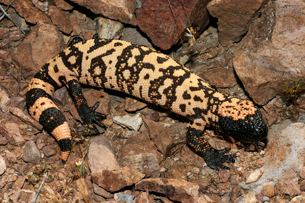 banded gila monster