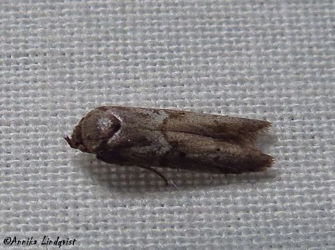 Image of <i>Blastobasis glandulella</i>