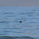 Image of Pacific loon