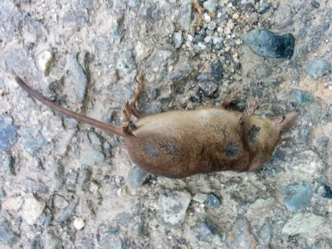 18.https www inaturalist org photos 1072792.580x360