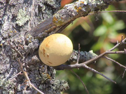 Image of California Gall Wasp